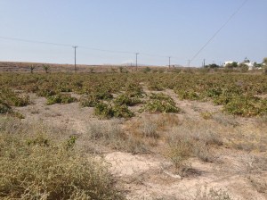 Santorini 'vineyards'